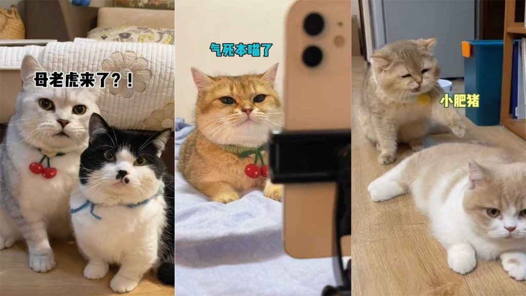 麻蛋和丑丑 【麻蛋和丑丑】没想到小母猫这么喜欢吃醋