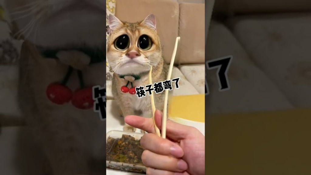 麻蛋和丑丑 【麻蛋和丑丑】小母猫太难了