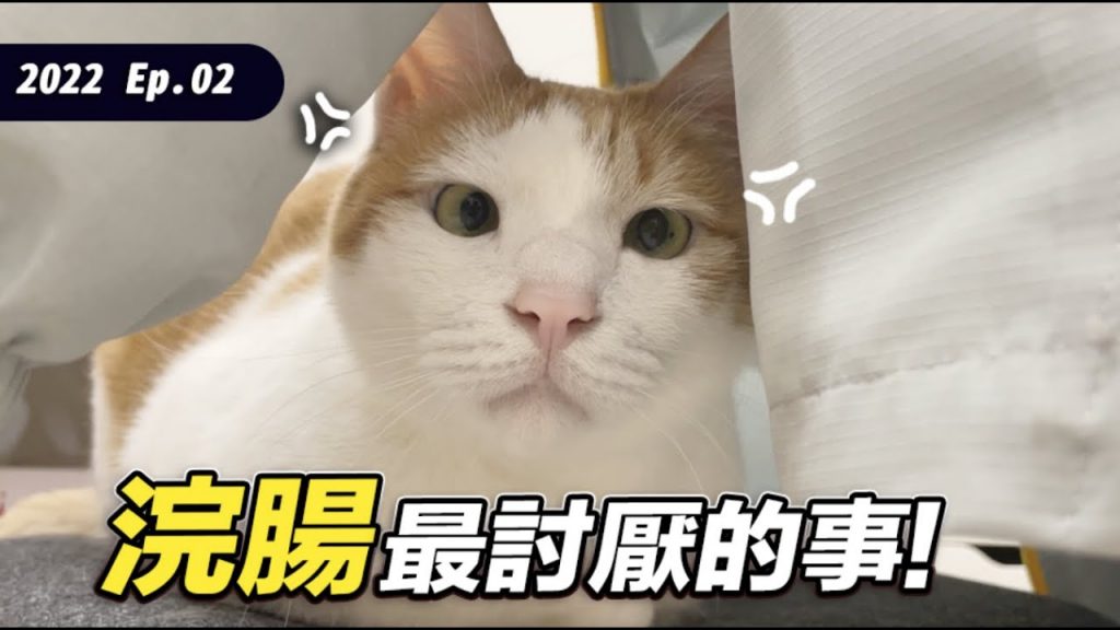 志銘與狸貓 【浣腸最討厭的事!】#後宮貓咪討厭的事 EP.2 志銘與狸貓