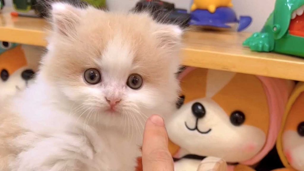 獨生子的日常 【小奶貓成長記】所以這花了大幾百買的魔法鍋 變了個啥?