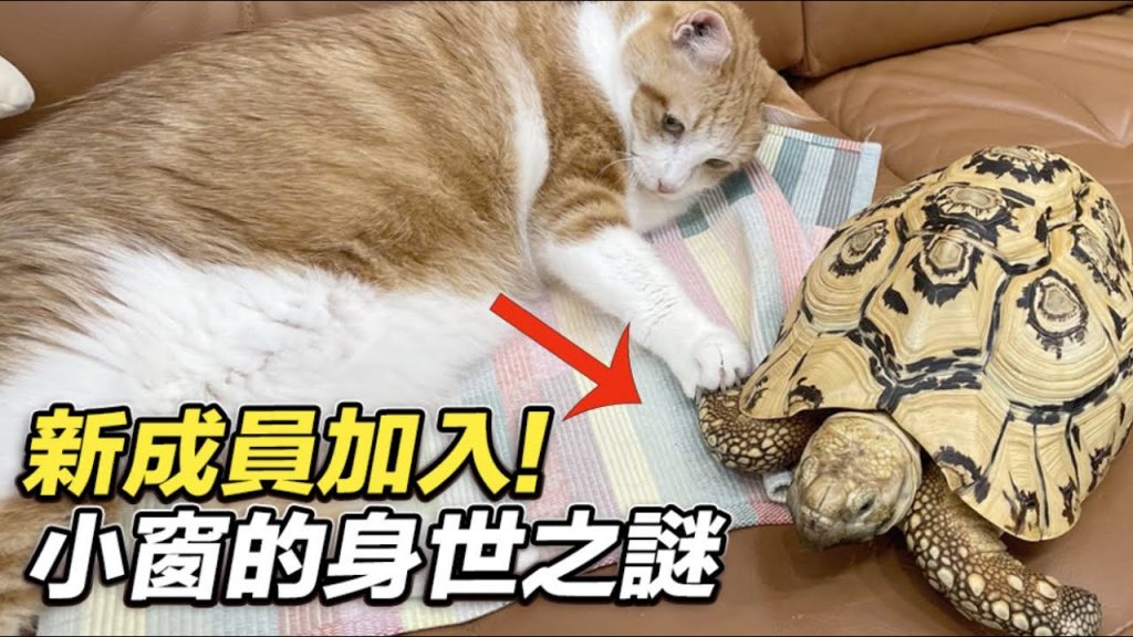志銘與狸貓 【小窗的身世之謎,擋不住的緣分!】志銘與狸貓