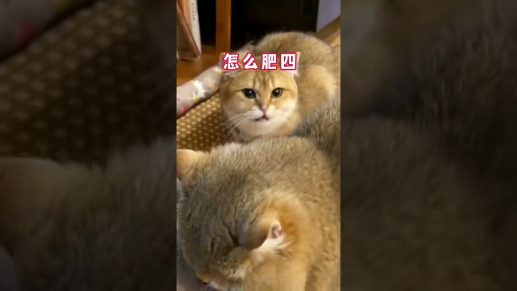 麻蛋和丑丑 【麻蛋和丑丑】《关于我家公猫被掰湾这件事》
