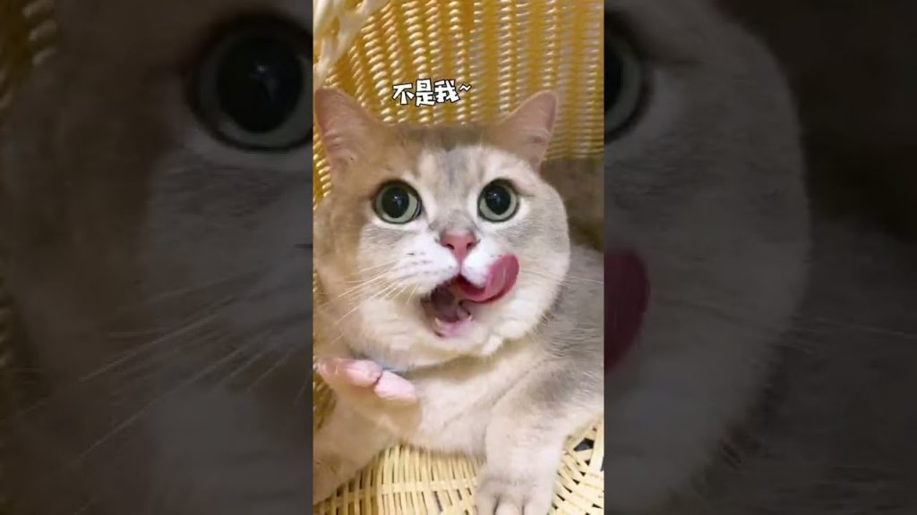 一隻鈍鈍少爺 【鈍鈍的日常】又是跟小貓咪鬥智鬥勇的一天😀😀