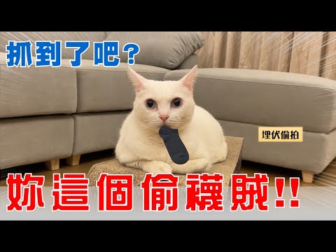 【豆漿實測】抓到了吧?妳這個偷襪賊!!