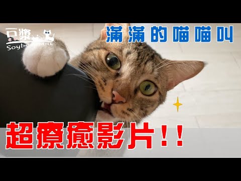 【豆漿 – SoybeanMilk】超療癒的影片~~滿滿的喵喵叫!!