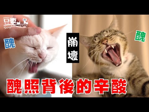 【豆漿 – SoybeanMilk】每張醜照 都是嘔心瀝血之作