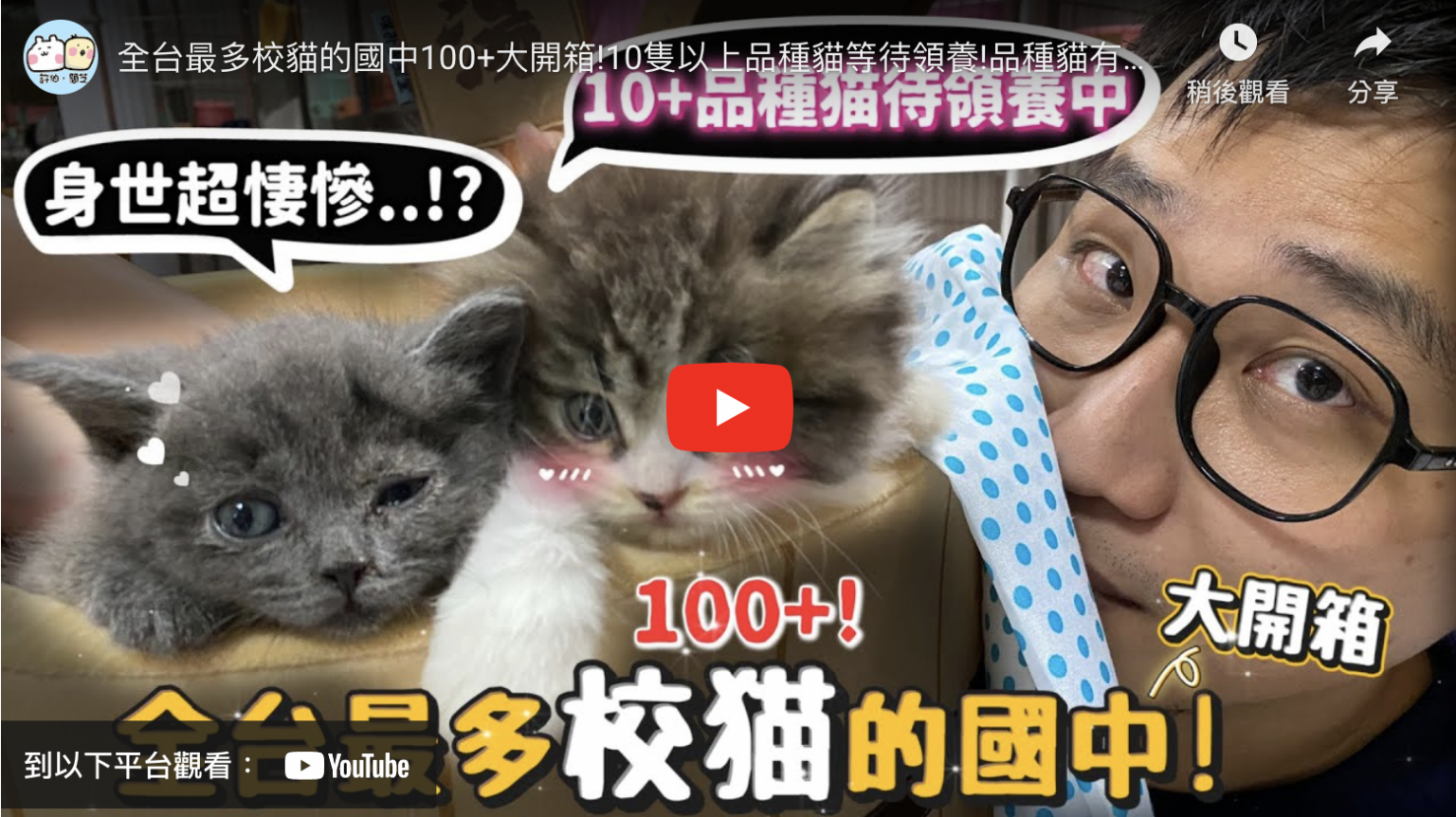 全台最多校貓的國中100+大開箱!10隻以上品種貓等待領養!品種貓有時身世比米克斯淒慘?【許伯簡芝】【公益】