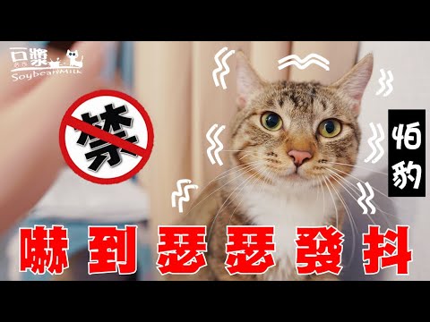 【豆漿 – SoybeanMilk】這東西拿出來 豆漿直接躲角落瑟瑟發抖