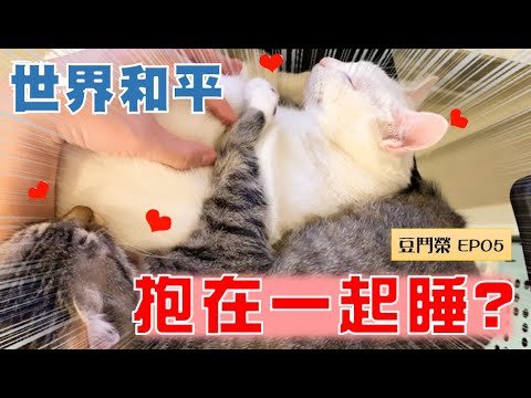 【豆鬥榮 EP05】盡釋前嫌 豆漿與俊榮終於破冰了?