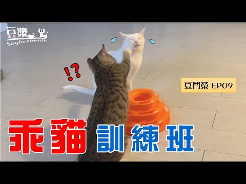 【豆鬥榮 EP09】小屁貓教一個月 直接脫胎換骨?