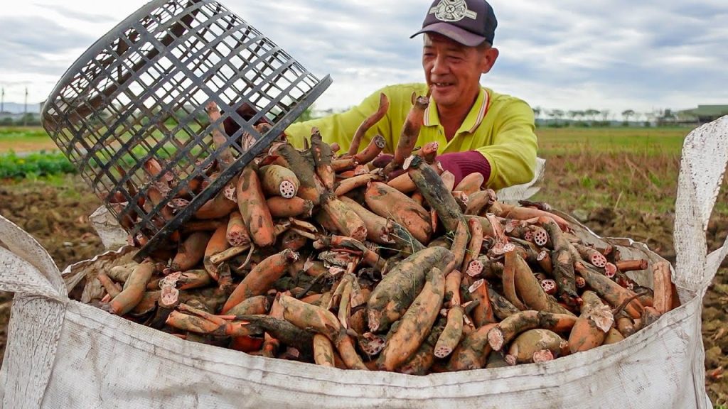 你絕對沒見過! 藕粉湯加果仁,大豐收! / 蓮藕採收, 堅果蓮粉 – 台灣美食
