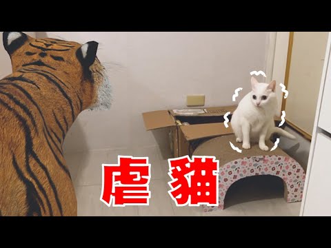 【豆漿 – SoybeanMilk】帶老虎回家