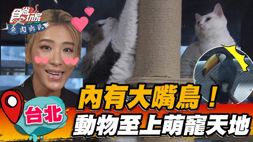 【台北】內有大嘴鳥!動物至上萌寵天地必點「酒香松阪豬」入口軟嫩【食尚玩家魚肉鄉民】20220920 (5/5)