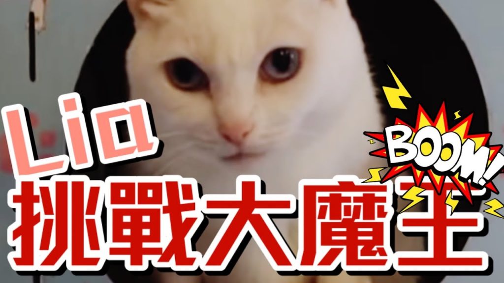 Lia訓練網紅貓?!第一次訓練貓咪會成功嗎?feat.@SoybeanMilkCat