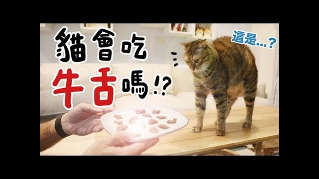【黃阿瑪的後宮生活】貓會吃牛舌嗎!?