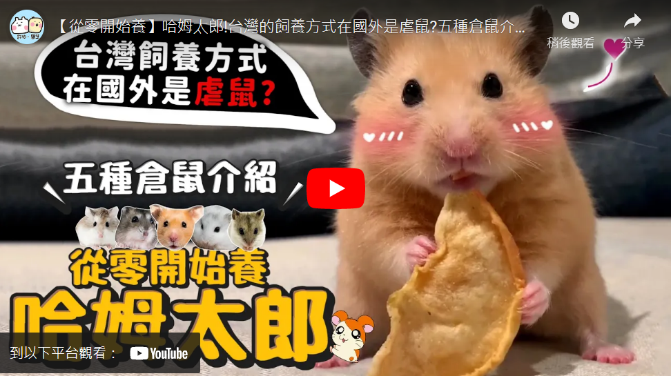 【從零開始養】哈姆太郎!台灣的飼養方式在國外是虐鼠?五種倉鼠介紹!超稀有的中國倉鼠?蛋蛋居然超巨大?【許伯簡芝】hamster
