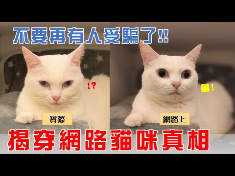 【豆漿 – SoybeanMilk】不要再被騙了 揭穿網路上萌貓的真相