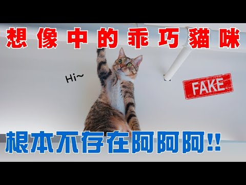 【豆漿 – SoybeanMilk】想像中的養貓很美好 現實卻很殘酷