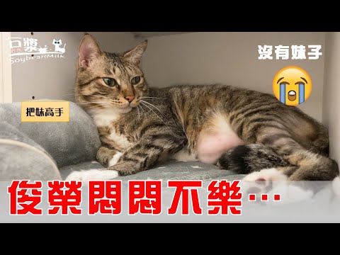 【豆漿 – SoybeanMilk】從今天起 把妹高手俊榮邁向嶄新人生!