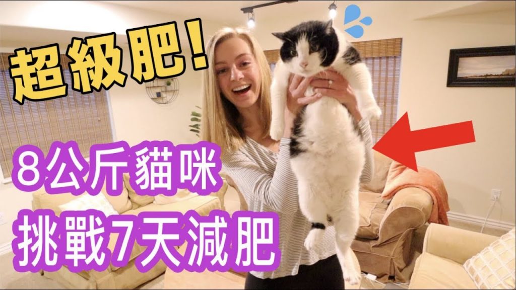 【台灣人比較會養貓咪🐱我們要學!】肥貓挑戰一週減肥,會不會成功?😂 | 貓生減肥之旅