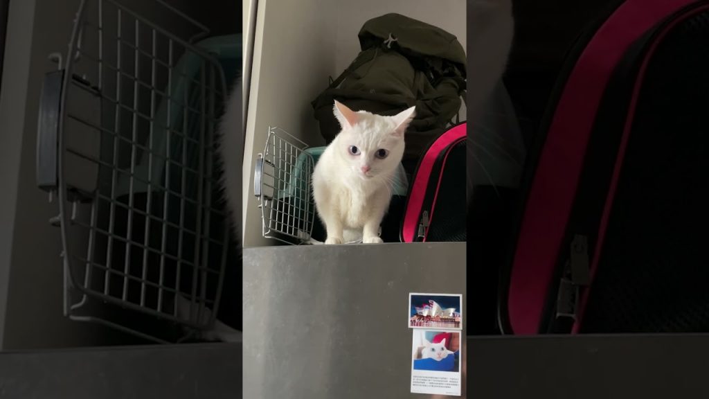 【豆漿&俊榮短片】 大地震時 貓咪姊弟的反應