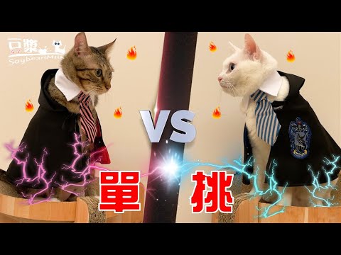 【豆漿 – SoybeanMilk】我說這是可愛貓咪影片 有人信嗎?