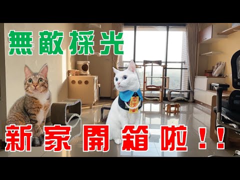 【豆漿 – SoybeanMilk】這大小根本是貓咪天堂吧?