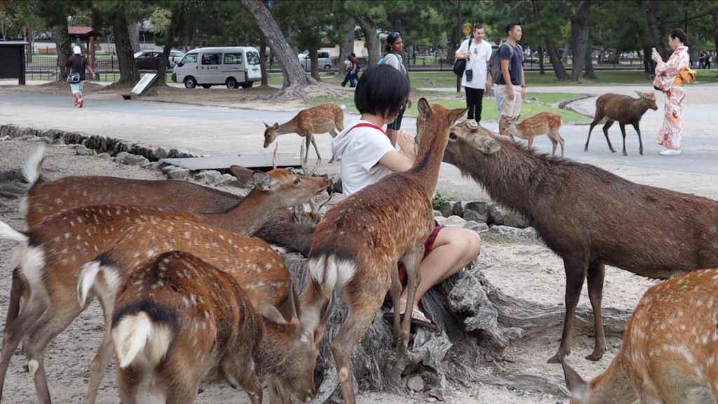 來去京都VLOG1:宇治吃抹茶、奈良餵鹿初體驗、CP值超高新京極飯店|BOM BOM PENG 蹦蹦