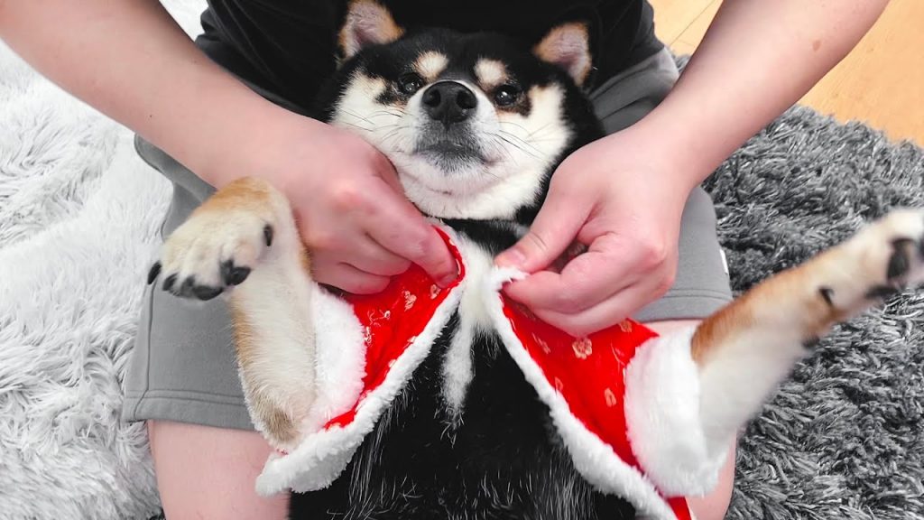 小狗狗過年長胖了,肥得衣服都扣不上,主人笑不停!