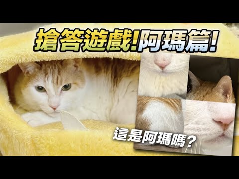 【搶答遊戲阿瑪篇!這是阿瑪嗎?】志銘與狸貓