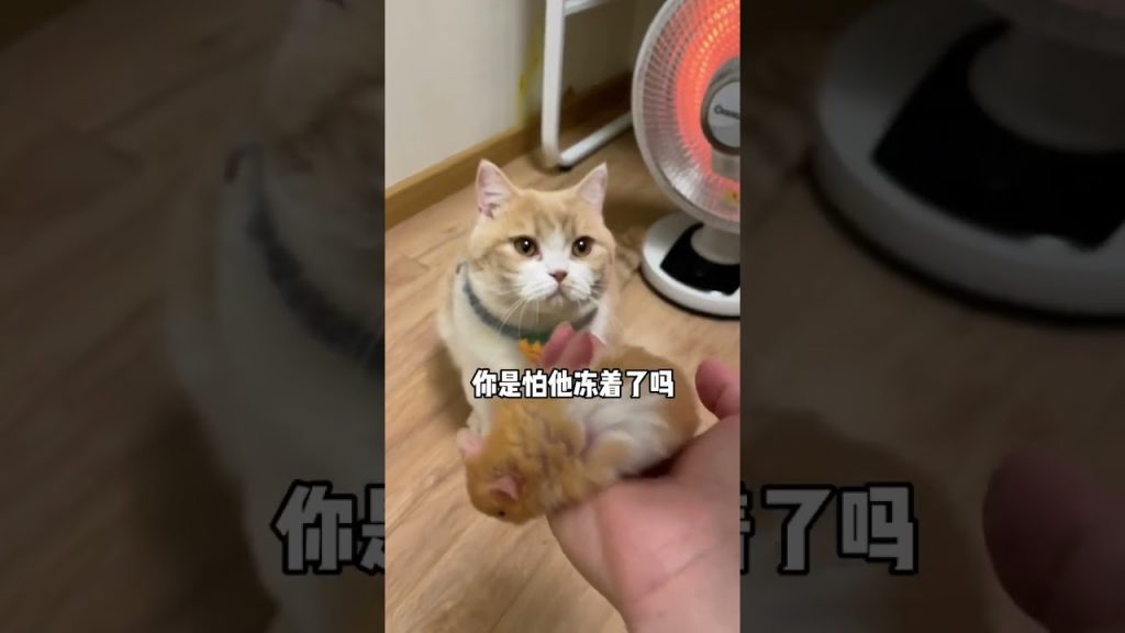 【麻蛋和丑丑】当猫遇见老鼠,竟然是这样的剧情!