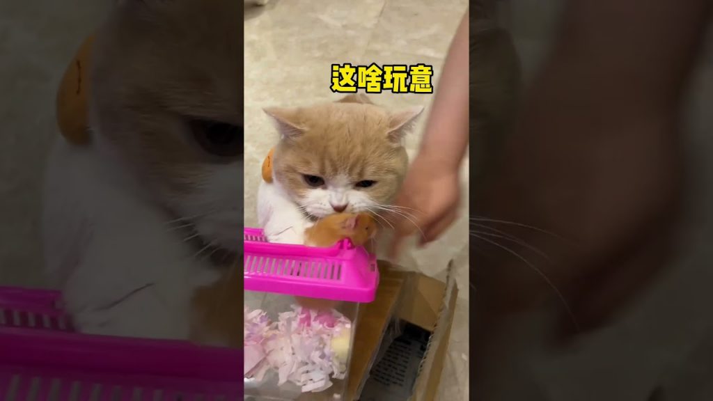 【麻蛋和丑丑】家人们,你们同意这门亲事嘛?