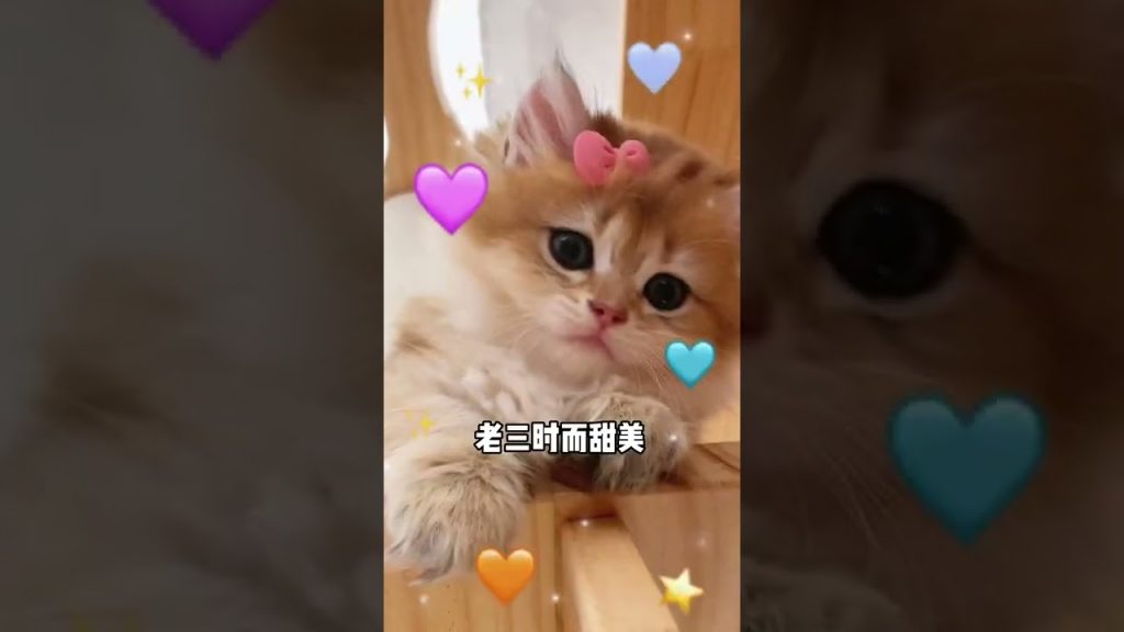 【麻蛋和丑丑】第一次养小奶猫~大家看看取什么名字好呢?