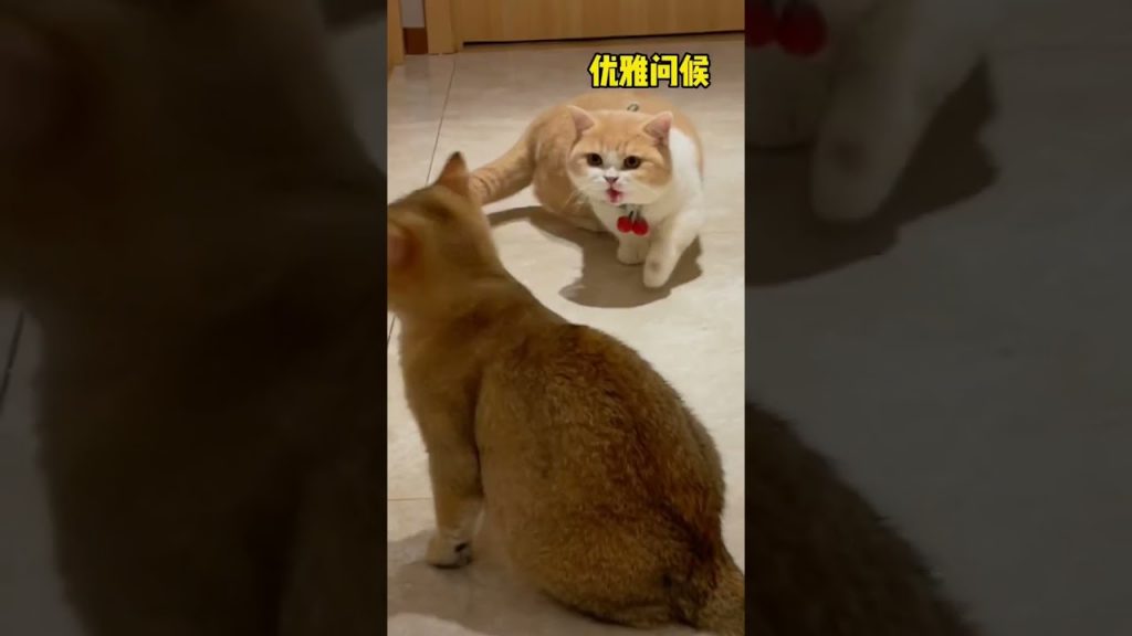 【麻蛋和丑丑】这小猫咪的酒品真不咋滴!