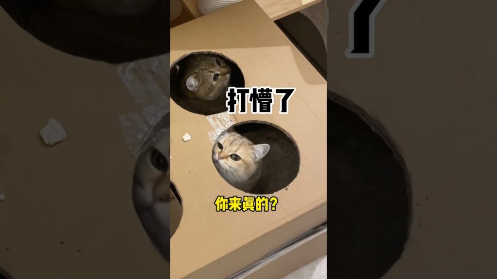 【麻蛋和丑丑】猫咪打地鼠机🐈~最后一只小猫咪心眼也太多了吧😂