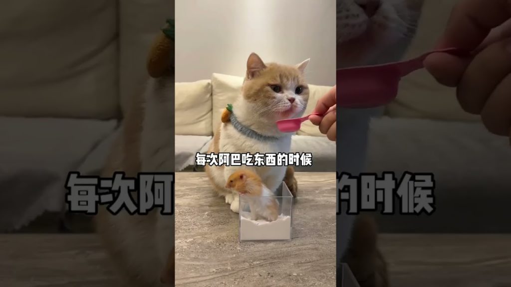 【麻蛋和丑丑】最后猫咪对老鼠露出邪魅的微笑是啥意思?