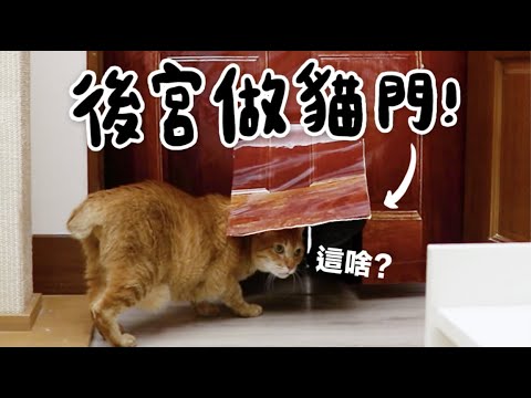 【黃阿瑪的後宮生活】後宮做貓門!可隨意進出的假貓門