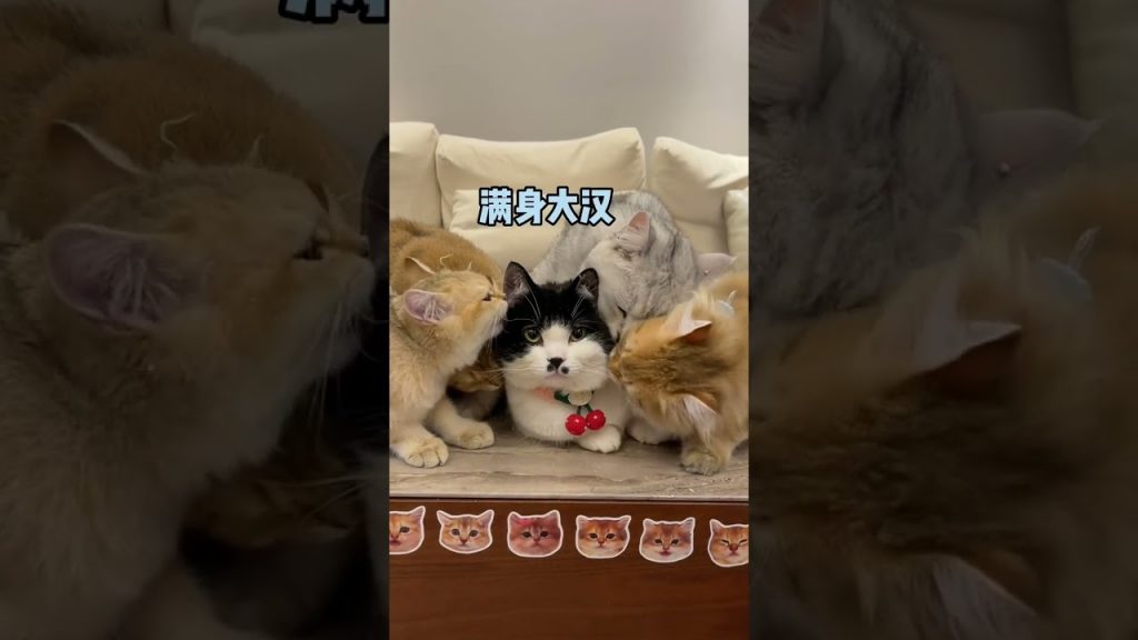 【麻蛋和丑丑】这东西竟然比猫薄荷还上头!