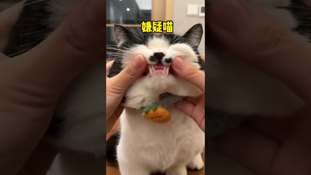 【麻蛋和丑丑】傻愣愣的小老三竟然有一个飞行员梦?👨✈️