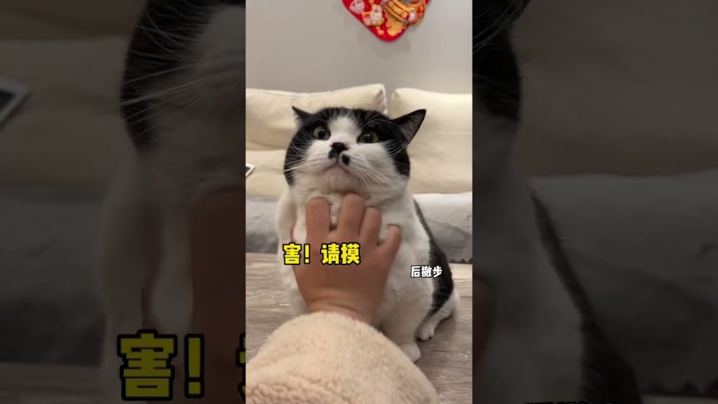 【不要胡子啊】为了罐罐!得寸进尺也是可以的哟!