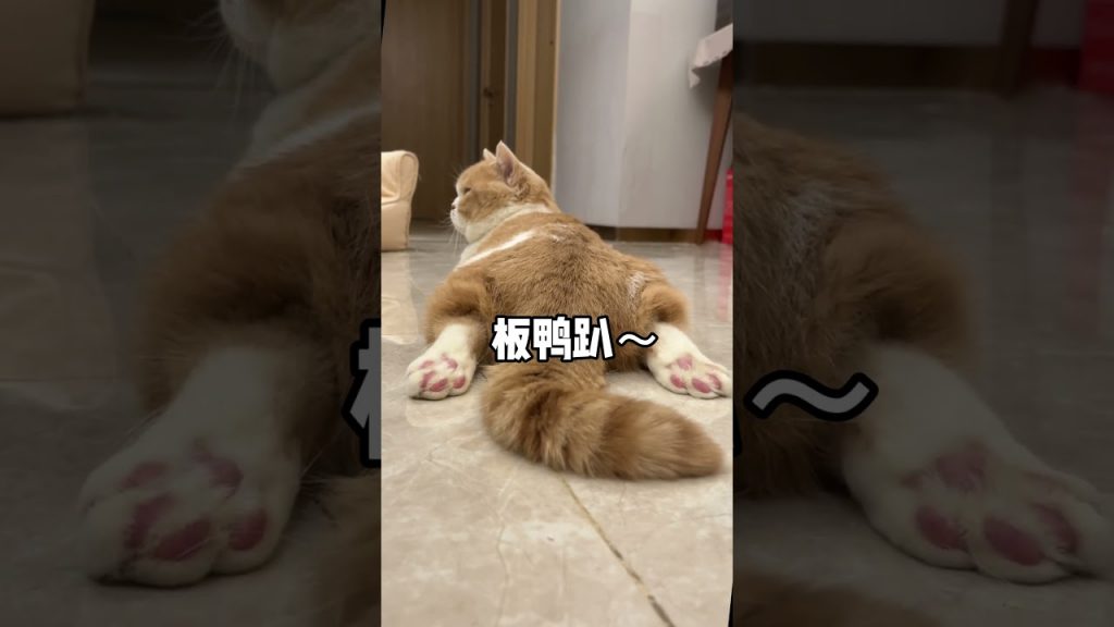 【麻蛋和丑丑】原来小猫咪也会宫寒!