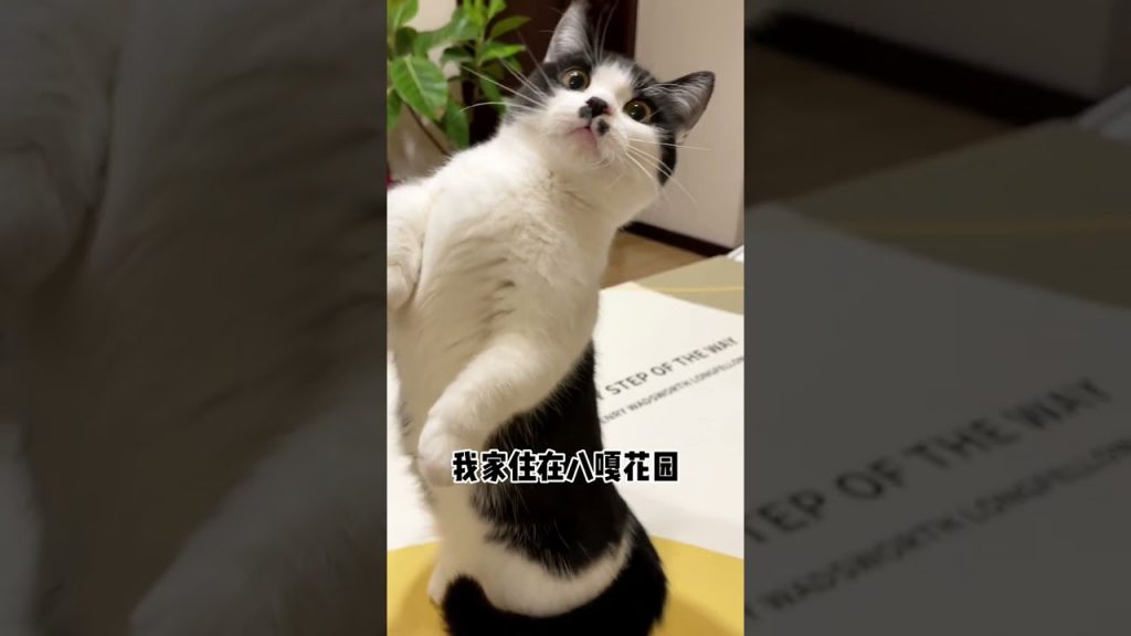 【不要胡子啊】巴嘎!