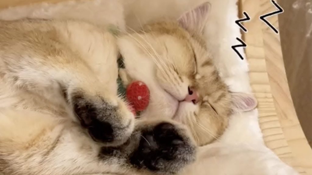 【麻蛋和丑丑】送走猫妈妈的宝宝会发生什么?母爱好伟大