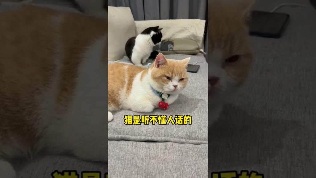【麻蛋和丑丑】气死我了,这逆子!
