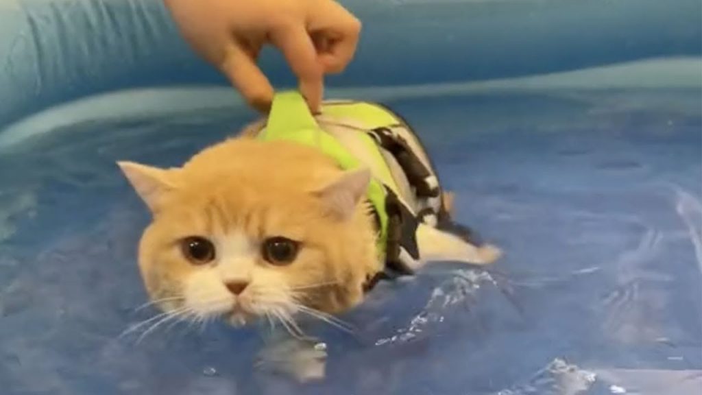 【麻蛋和丑丑】猫咪天生就会游泳吗?最后差点翻车哈哈哈