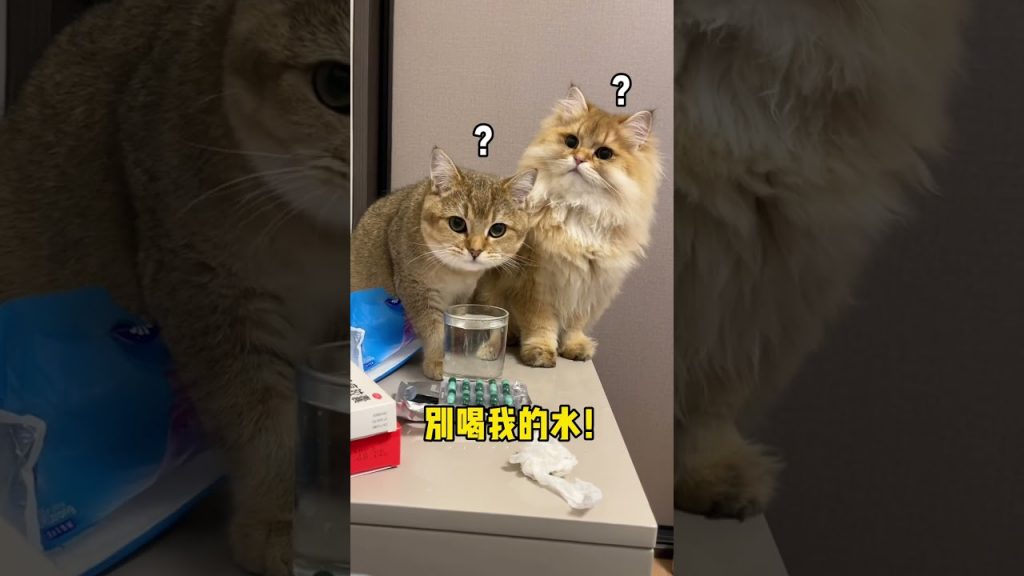 【麻蛋和丑丑】我拖着沉重的身体,起来倒了一杯水,结果…