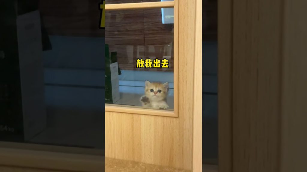 【麻蛋和丑丑】当我不小心把猫关在厨房后…又可爱又委屈是怎么回事啊!!!