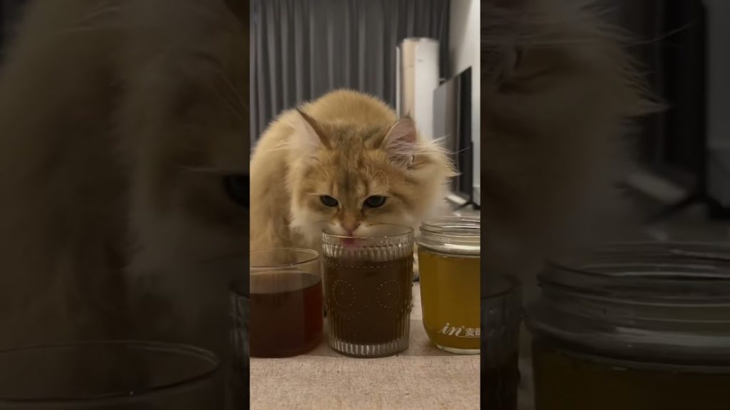 【麻蛋和丑丑】传说的跟屁虫?