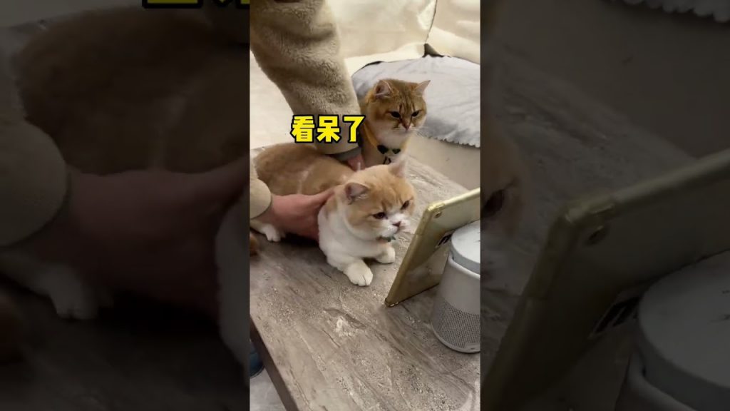 【麻蛋和丑丑】当我给猫咪看晕眩视频……哈哈