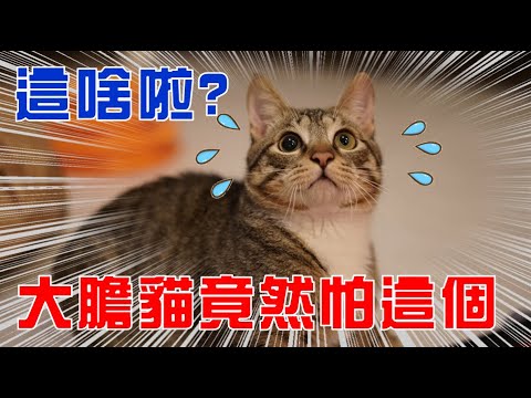 【豆漿 – SoybeanMilk】過了兩年,才終於發現俊榮會怕的東西…